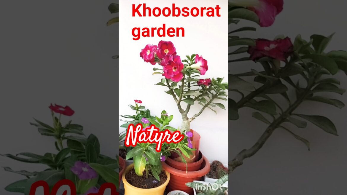 The Garden Trends You Need to Know for 2025 The Garden Trends You Need to Know for 2025