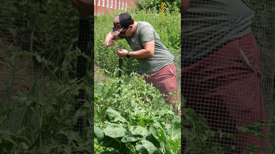 Unbelievable Tomatoes!!! #gardening #vegetablegardening #tomato #diy #foryou
