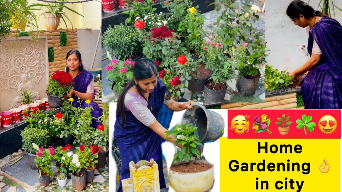 #కొత్త మొక్కలు 🪴🥰ఎంత cost / garden కోసం new plants #gardening tips #miandhraadapaduchu #కొత్త మొక్కలు 🪴🥰ఎంత cost / garden కోసం new plants #gardening tips #miandhraadapaduchu