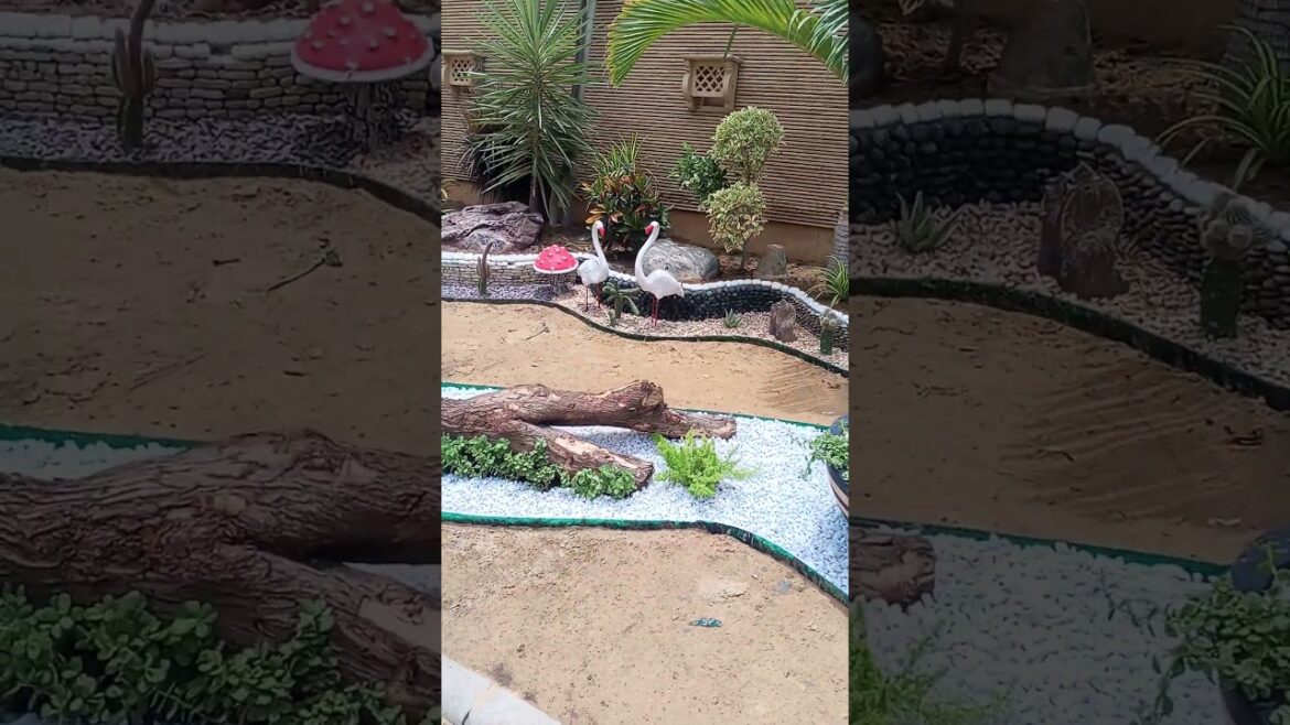 new garden design work progress#shorts #youtubeshorts #gardendesign #newgarden #homegardening