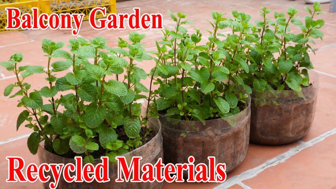 🔴NO MONEY, NO WIDE LAND – Balcony Vegetable Garden from Recycled Materials for Beginners 🔴NO MONEY, NO WIDE LAND - Balcony Vegetable Garden from Recycled Materials for Beginners