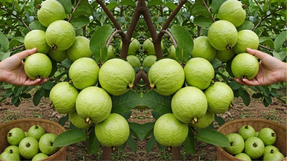 LIVE🔴🌿Grow Guava Trees at Home | Cutting Propagation Step-by-Step #livestream #live