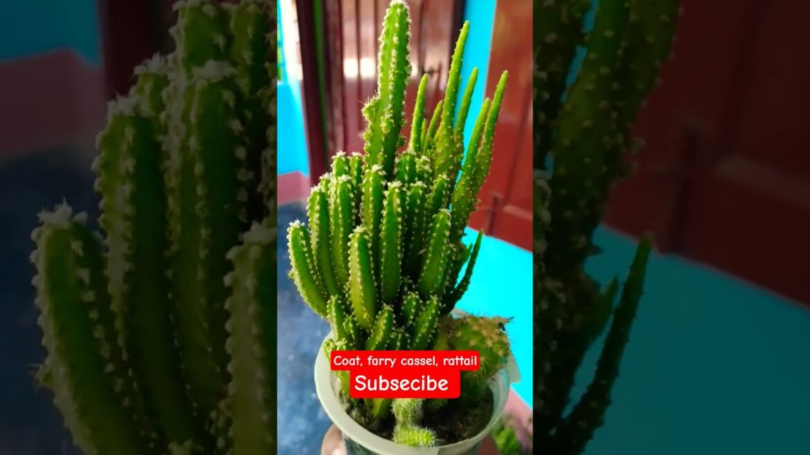 Cacti So Cool You’ll Want to Eat Them