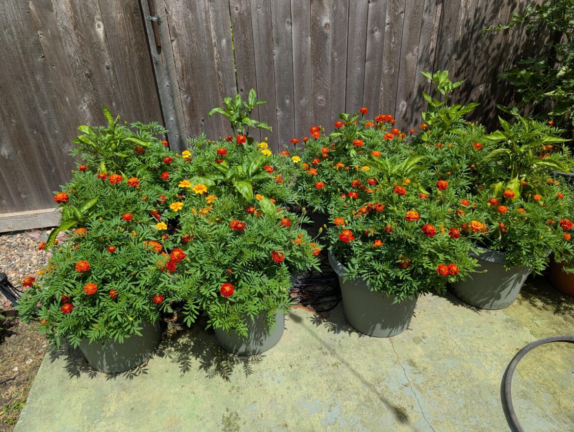 When picking companion plants...