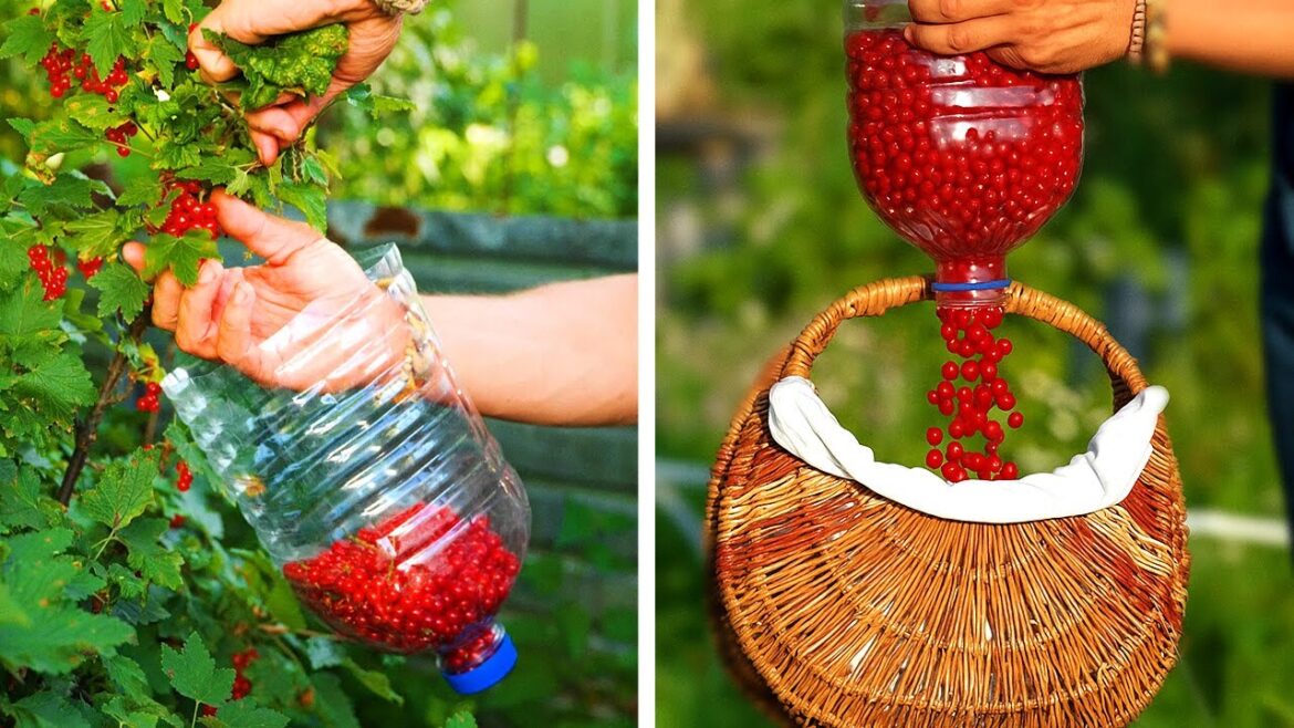 Garden Hacks for Beginners Garden Hacks for Beginners