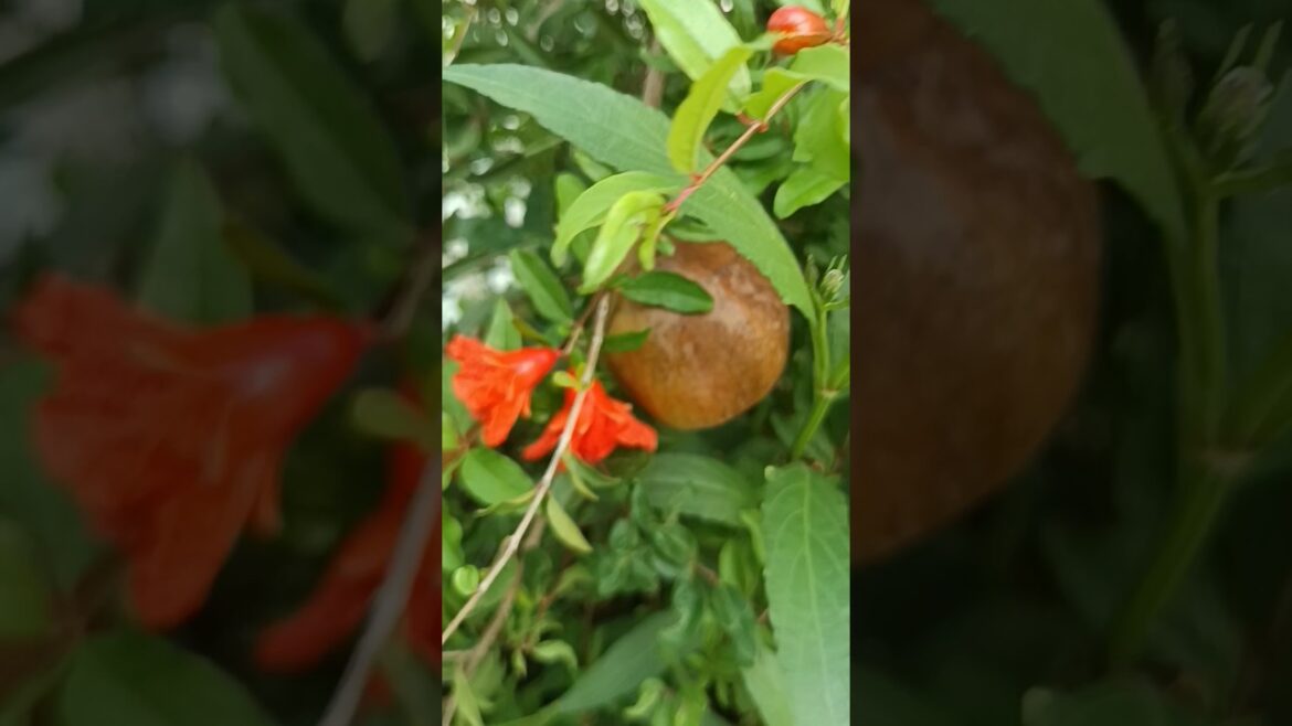 Beautiful terrace garden#plants #gardendesign #viralshort
