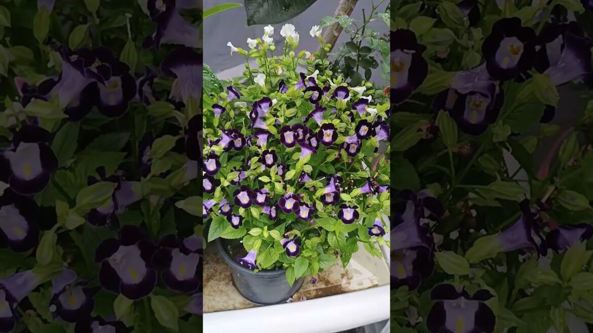 Backyard garden #gardening #plants #champa @homebotanist Backyard garden #gardening #plants #champa @homebotanist