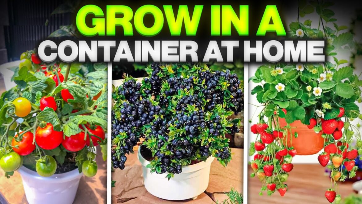 10 Best Container Garden Plants || Best Vegetables, fruits and herbs to grow in a container at home 10 Best Container Garden Plants || Best Vegetables, fruits and herbs to grow in a container at home