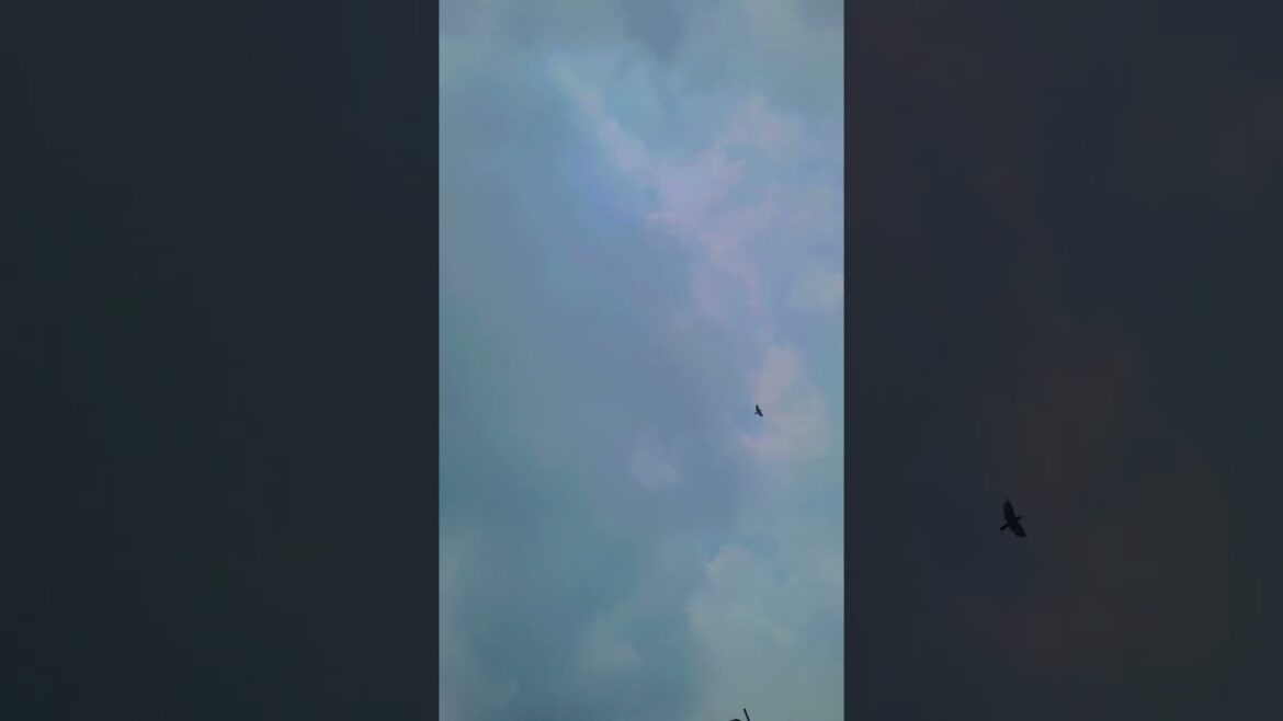 Aprajita: The Flowering Plant That Can Change Your Life #yt shorts #homegardening #flower Aprajita: The Flowering Plant That Can Change Your Life #yt shorts #homegardening #flower