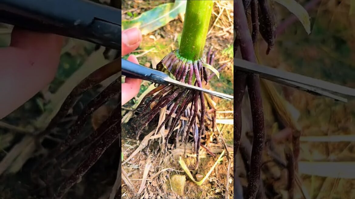 Why Farmers Cut Corn Roots? π± The Secret to Stronger Stalks! #CornFarming #Agriculture #FarmLife Why Farmers Cut Corn Roots? π± The Secret to Stronger Stalks! #CornFarming #Agriculture #FarmLife