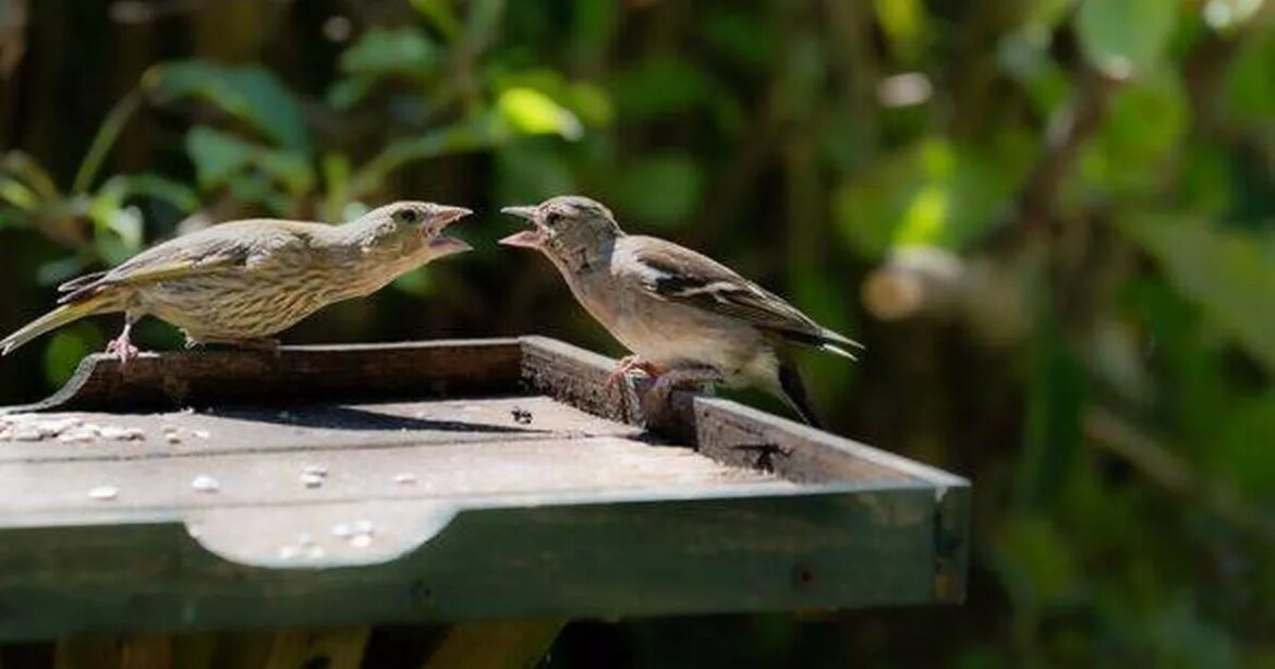 Gardeners urged to put rice on bird tables this summer for this crucial reason Ipso logo