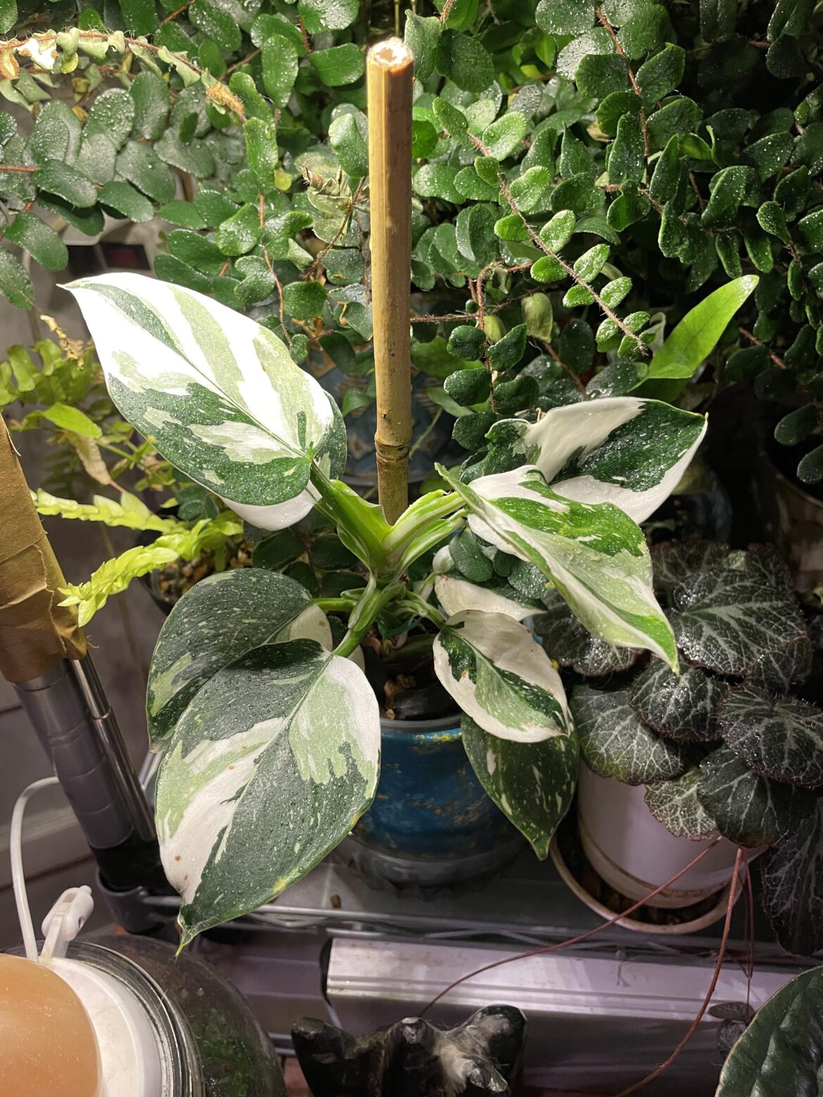 White Wizard pup doing well on its own after moving out of mom’s pot