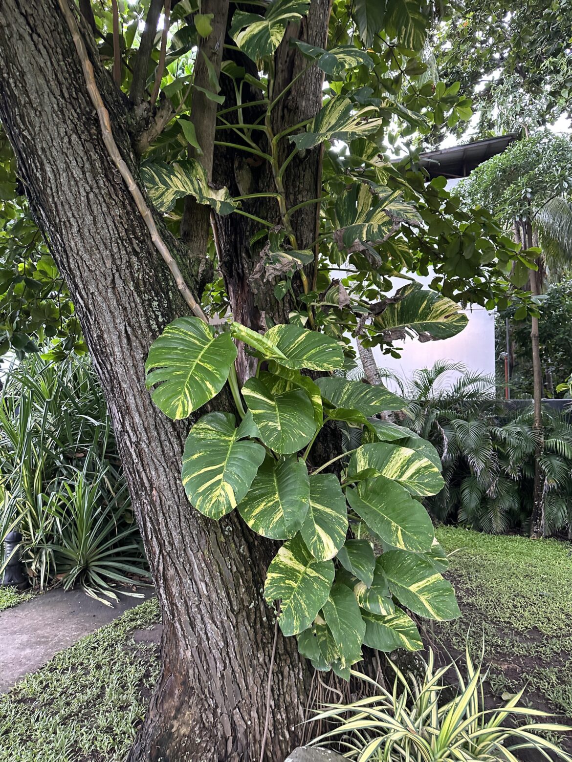 A pothos in the wild