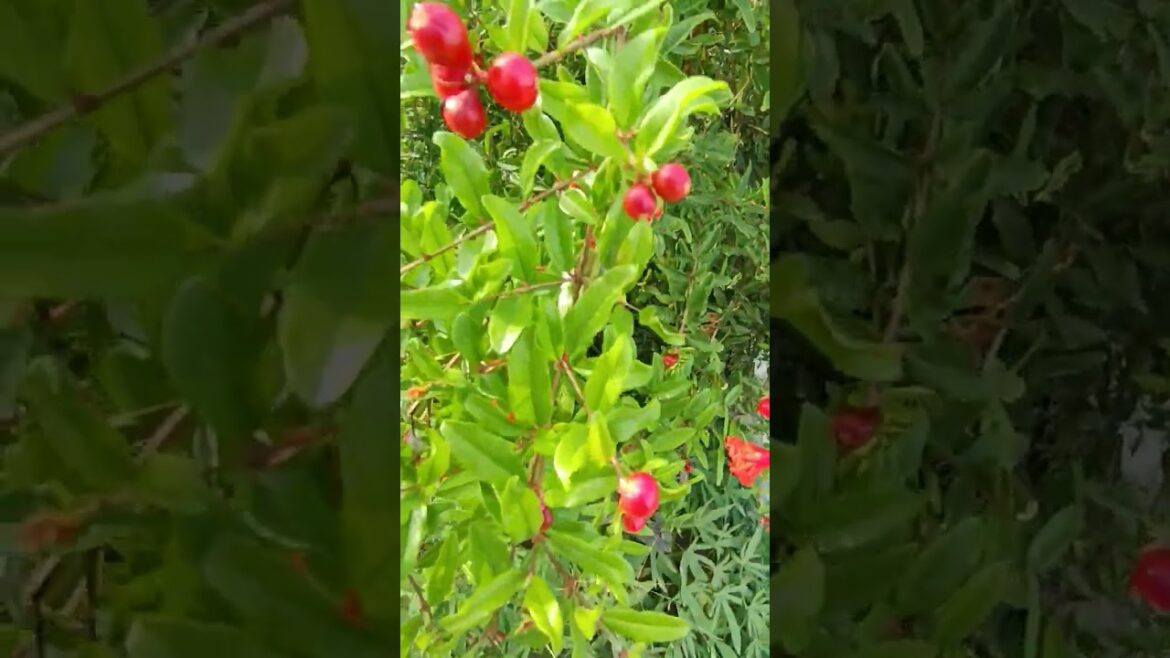 Beautiful terrace garden#plants #gardendesign #viralshort
