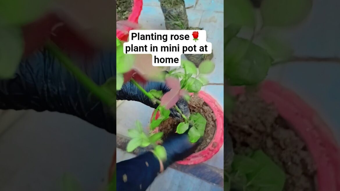how to plant rose  in mini pot at home|gulab ka ped #trending #viralvideo #shorts