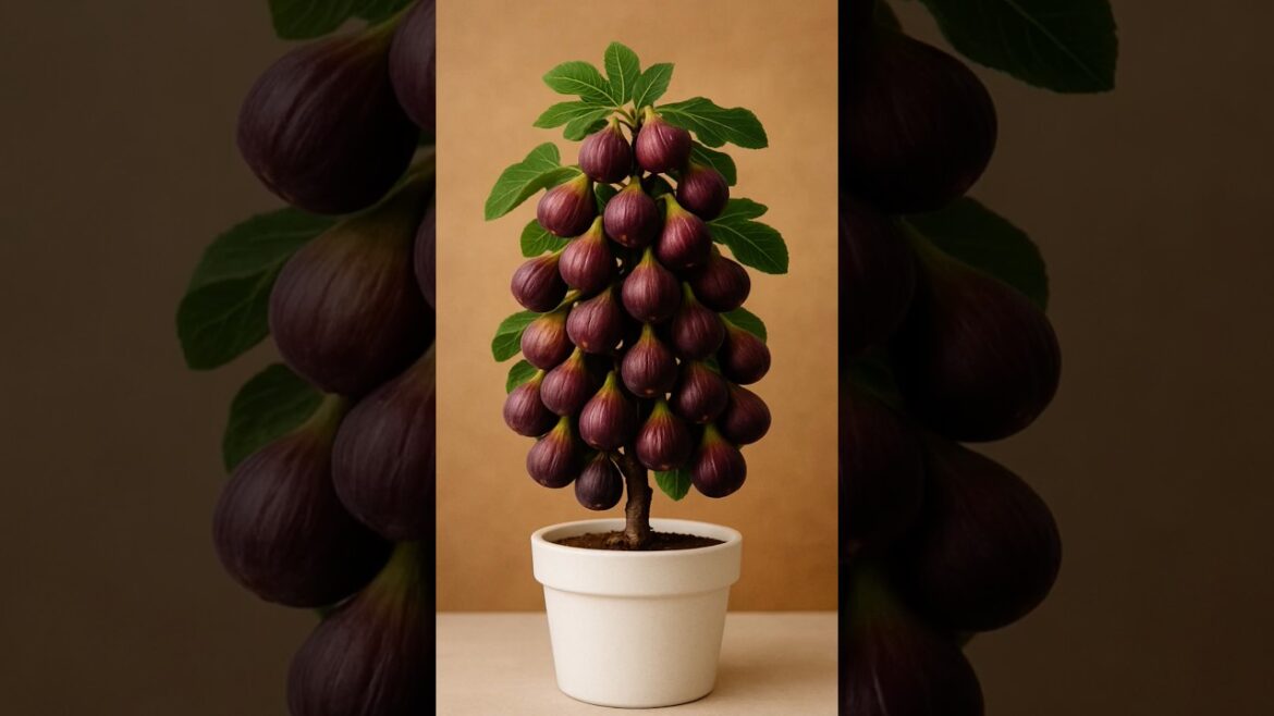 How to grow fig plant at home #shortsfeed #ytshorts #shortvideo #shorts #shortsviral How to grow fig plant at home #shortsfeed #ytshorts #shortvideo #shorts #shortsviral