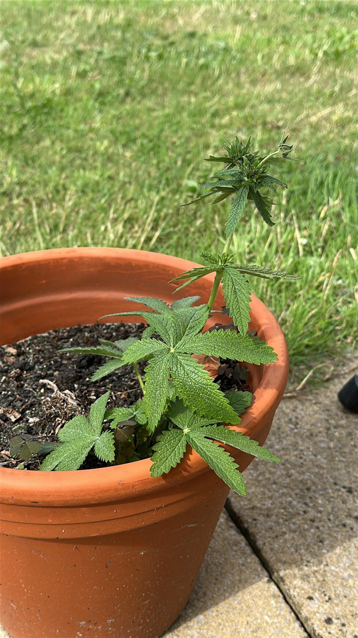 Suspicious plant in grandmas garden