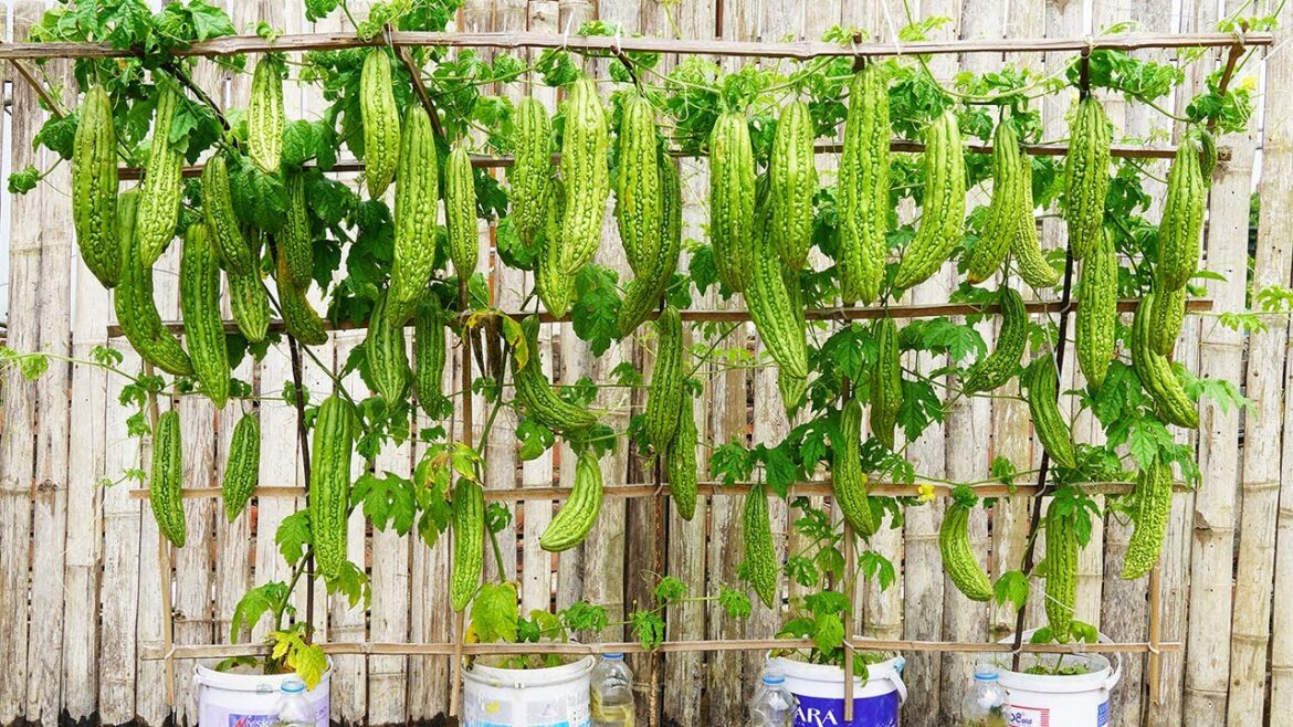 How to Grow Bitter Melon in Containers - Easy Container Gardening Tips for Beginners