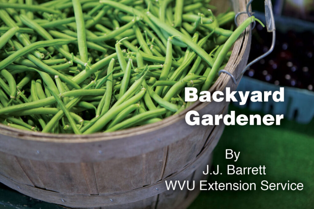 Backyard Gardener: Canning and freezing green beans | News, Sports, Jobs