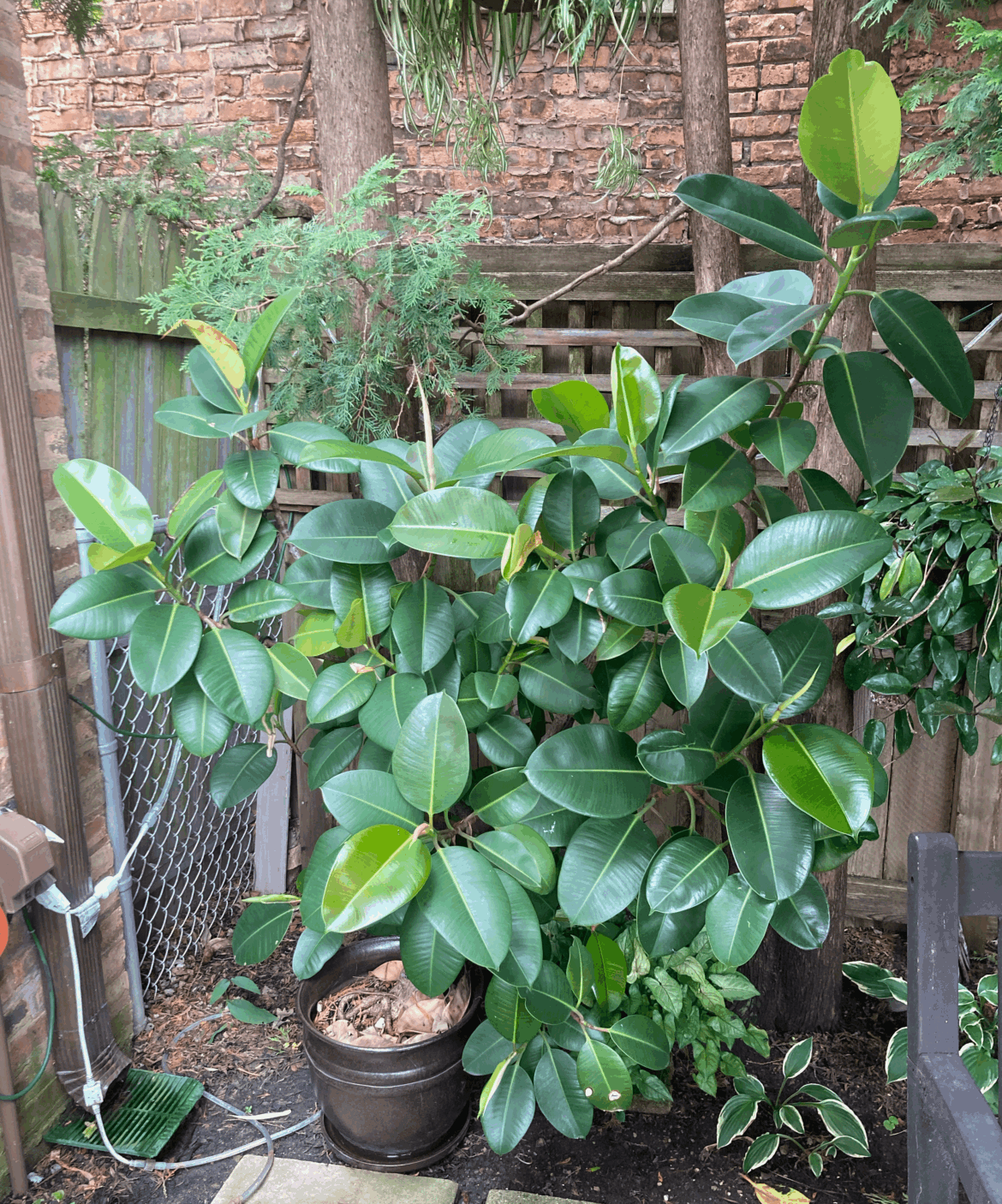 My dad’s Rubber Tree (outside for the summer) that he’s had since 1993 My dad's Rubber Tree (outside for the summer) that he's had since 1993