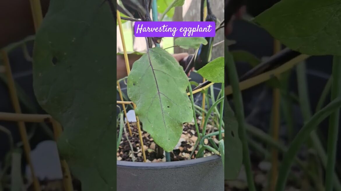 Backyard Edible Garden ,First Harvest Organic Eggplant #shorts #gardening Backyard Edible Garden ,First Harvest Organic Eggplant #shorts #gardening