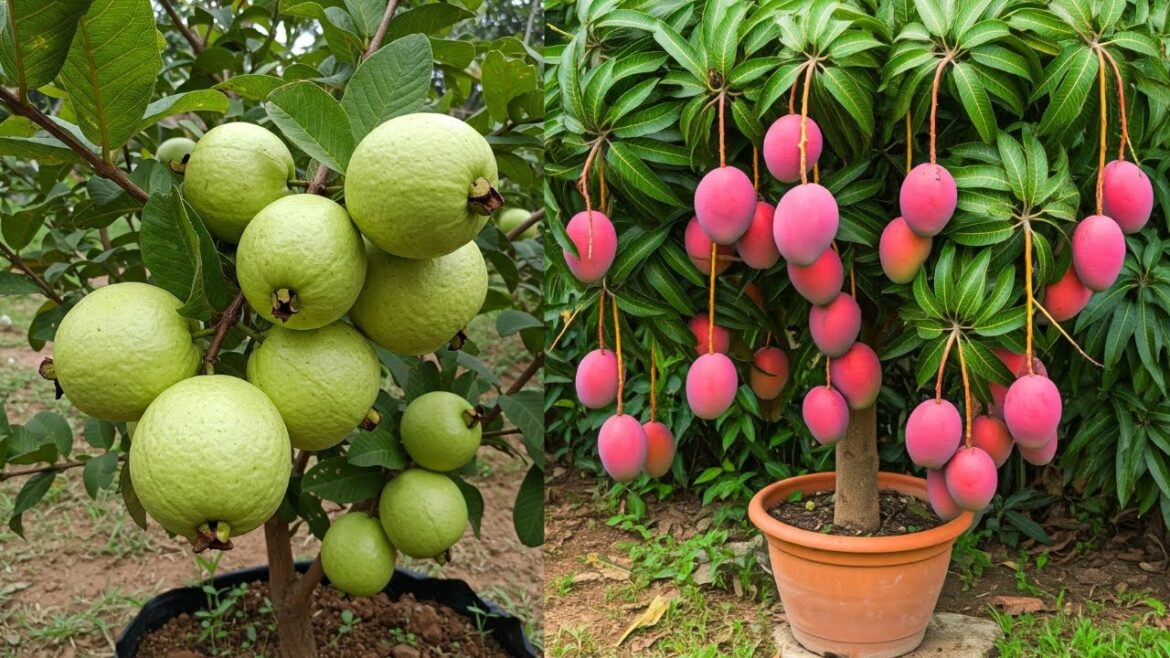 🌿Grow Guava and Mango Trees FASTER with These PRO Techniques! #live 🌿Grow Guava and Mango Trees FASTER with These PRO Techniques! #live