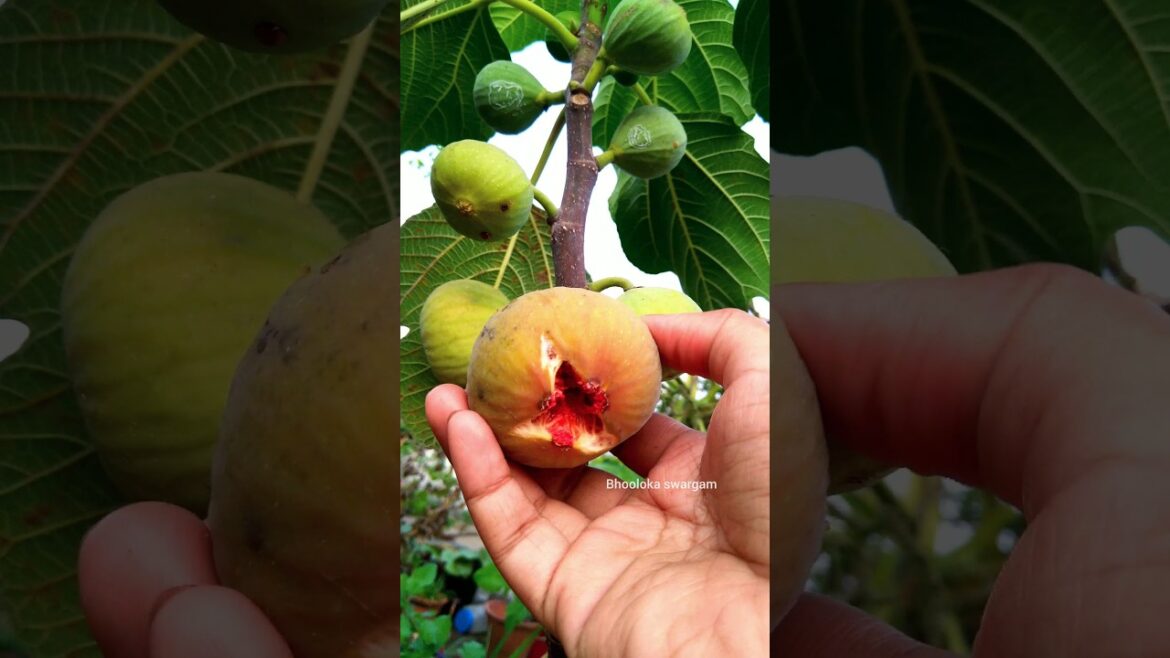 అంజీర్ anjeer fruit in my terrace garden 🌿🌰🌰fig fruit #youtubeshorts #viral #happygardening అంజీర్ anjeer fruit in my terrace garden 🌿🌰🌰fig fruit #youtubeshorts #viral #happygardening