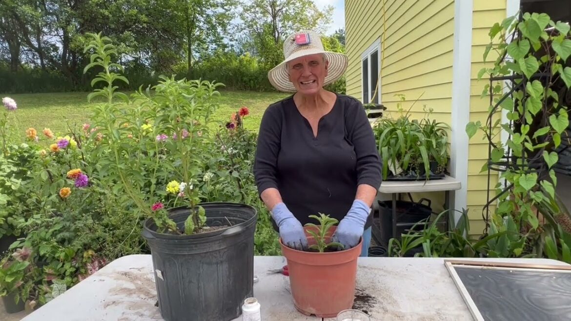 Planting Stevia in Containers, Part I - Container Gardening with Herbs