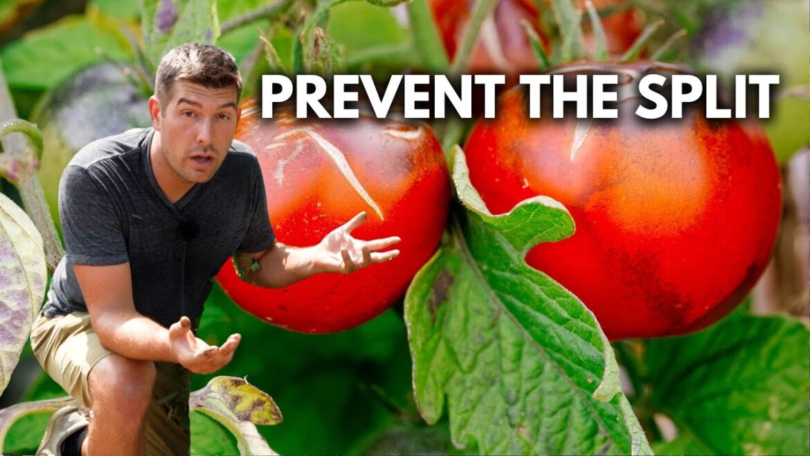 Stop Cracking and Splitting Tomatoes For GOOD With These 3 Tips!