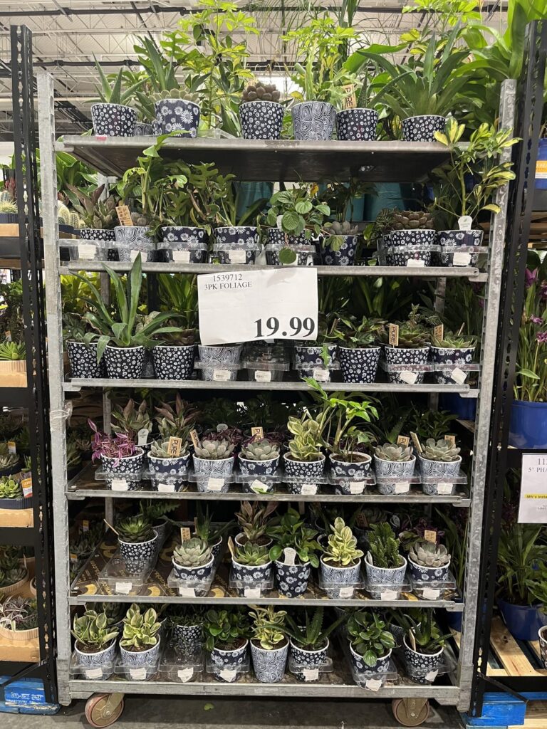 3 pack of plants at Costco for $19.99
