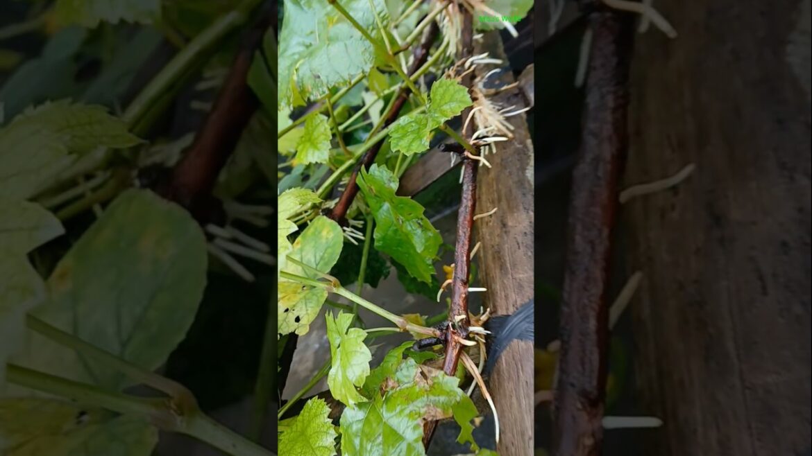 The Wildest Gardening Trends on YouTube Shorts #shorts The Wildest Gardening Trends on YouTube Shorts #shorts