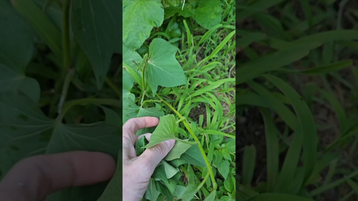 SWEET POTATO LEAVES #gardening #gardeningtips #growing #shorts #plants #sweetpotato #leaves SWEET POTATO LEAVES #gardening #gardeningtips #growing #shorts #plants #sweetpotato #leaves