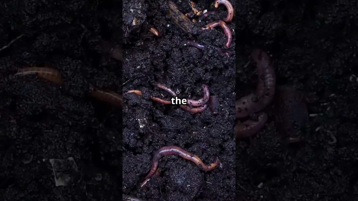 Quick Soil Loosening Tips for Your Garden Quick Soil Loosening Tips for Your Garden