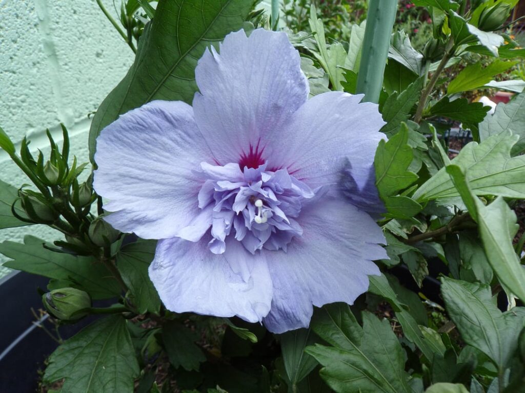 Hibiscuses take forever to wake up, but when they do, they don't mess about.