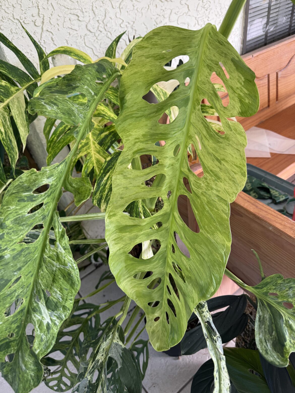 Newest leaf on my Monstera Adansonii Indo mint is comically larger than the previous ones!