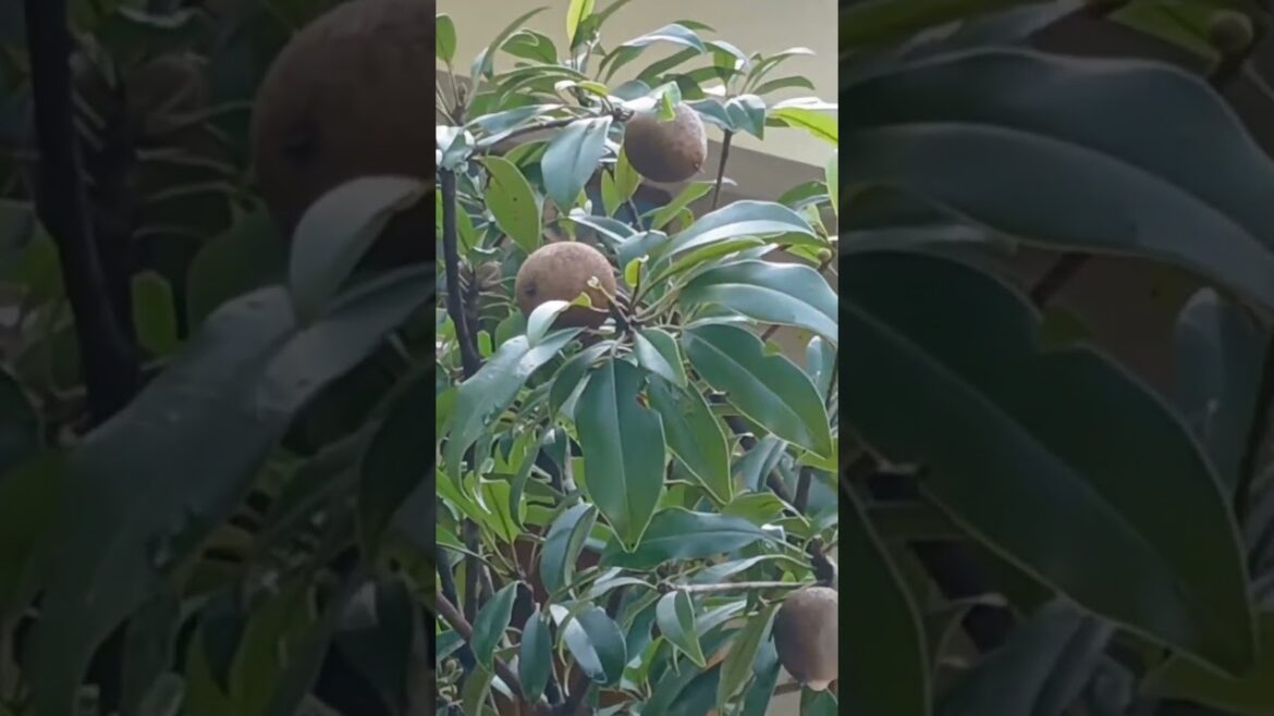 Container Gardening Hacks : Growing Sapota with Ease💯 #fruit #containergardening #garden#bonsai Container Gardening Hacks : Growing Sapota with Ease💯 #fruit #containergardening #garden#bonsai