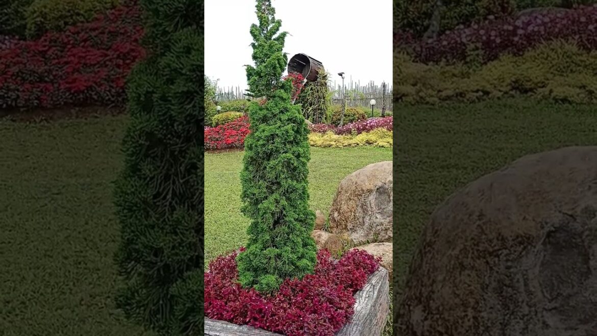 garden design #shortsvideo #travel #illuminadaresort #claveriamisamisoriental