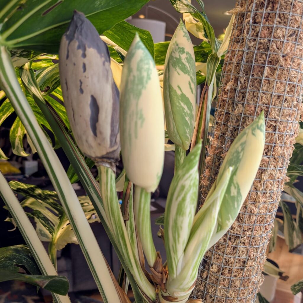 I never would have expected this… My indoor monstera albo is fruiting! I never would have expected this... My indoor monstera albo is fruiting!
