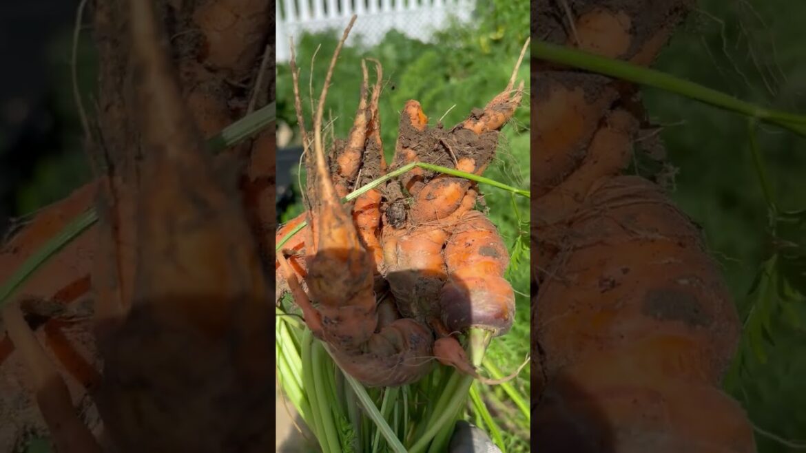 Garden Trends 2025 Garden Trends 2025