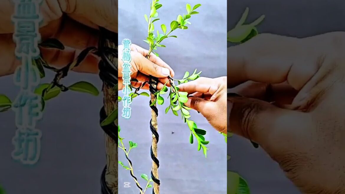 bonsai #bonsai #winatabonsai #bonsaigarden #warubonsai #gardendesign #gardening #caraperawatanbonsai