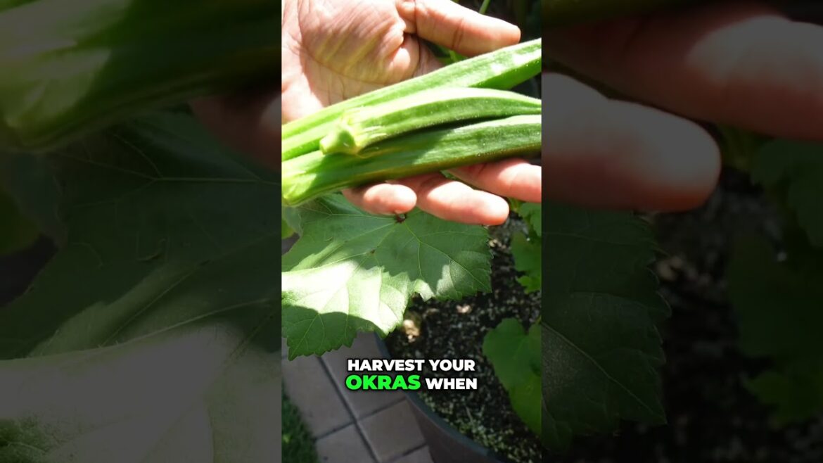California Gardening: Harvesting Tender Okra ๐ฟ | Summer Gardening Tips for Perfect Pods! Harvesting Tender Okra ๐ฟ | Summer Gardening Tips for Perfect Pods!