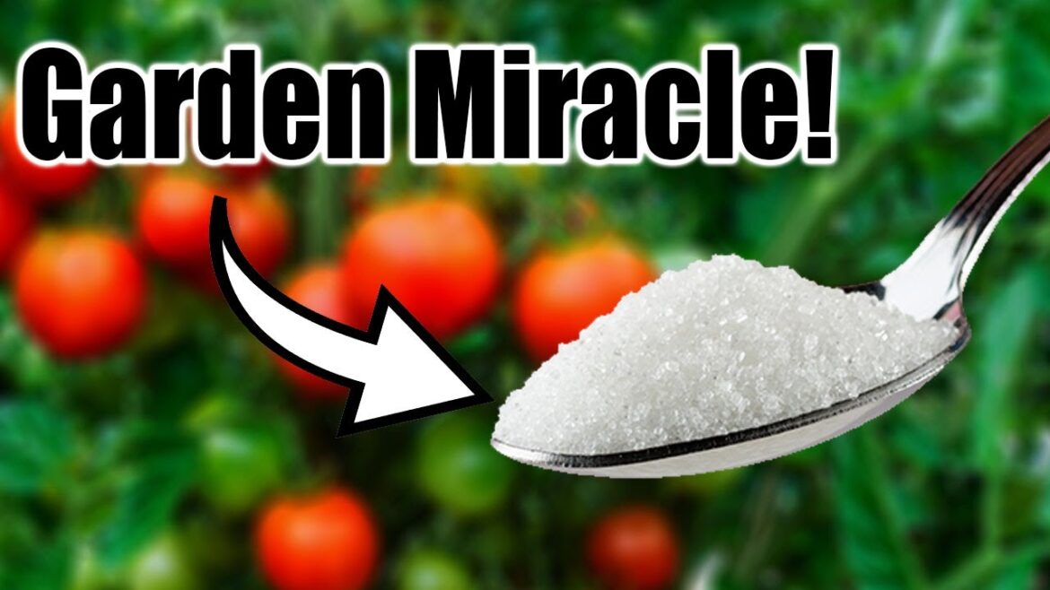 4 Secret Ingredients Your Tomatoes & Peppers Are Begging For!