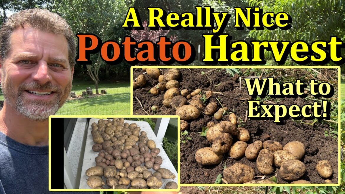 A Really Nice Potato Harvest (What to Expect When Growing Garden Potatoes)