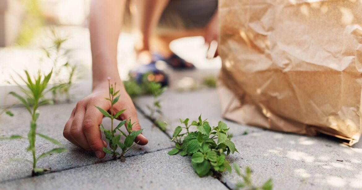 Garden expert shares how to make effective weed killer at home with two ingredients Ipso logo