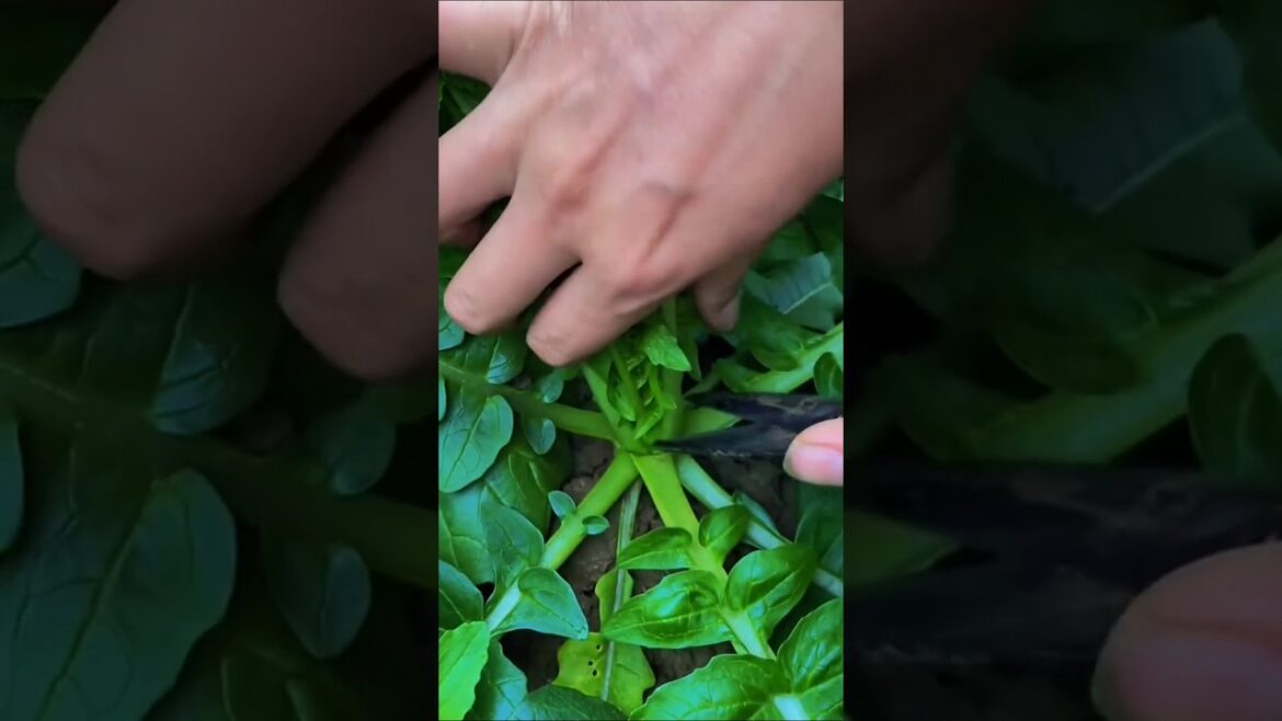 Ultimate Spinach Harvest Hack: Get More Greens with This Simple Cutting Technique! π±π¨βπΎ #Gardening Ultimate Spinach Harvest Hack: Get More Greens with This Simple Cutting Technique! π±π¨βπΎ #Gardening