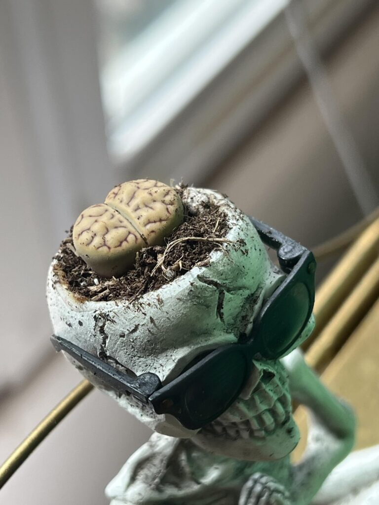 My new favorite plant and planter combo