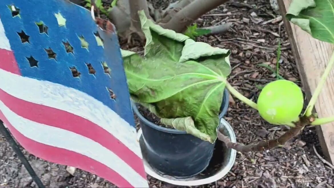 Texas HEAT‼️ and container gardening Texas HEAT‼️ and container gardening