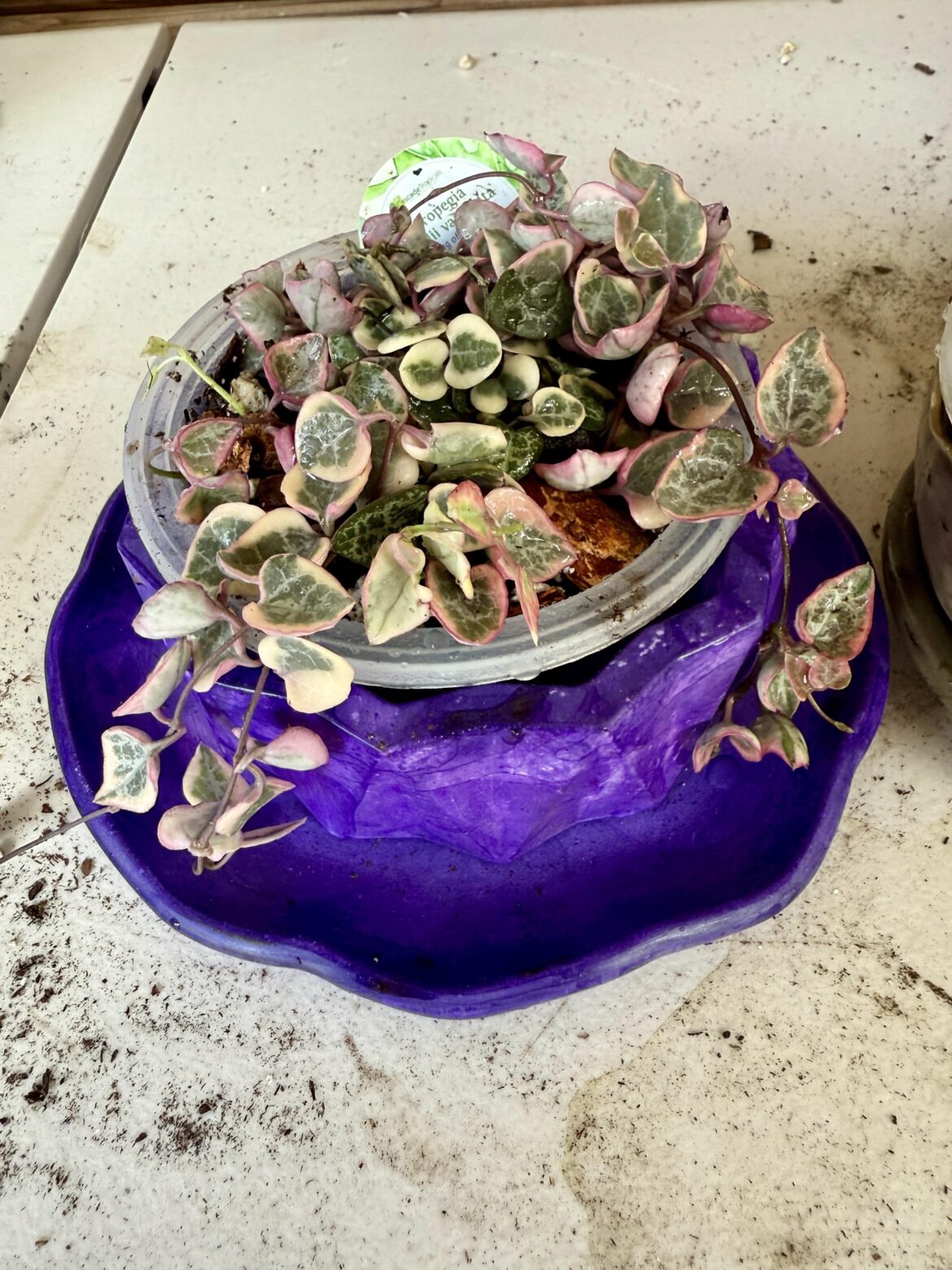 New variegated string of hearts