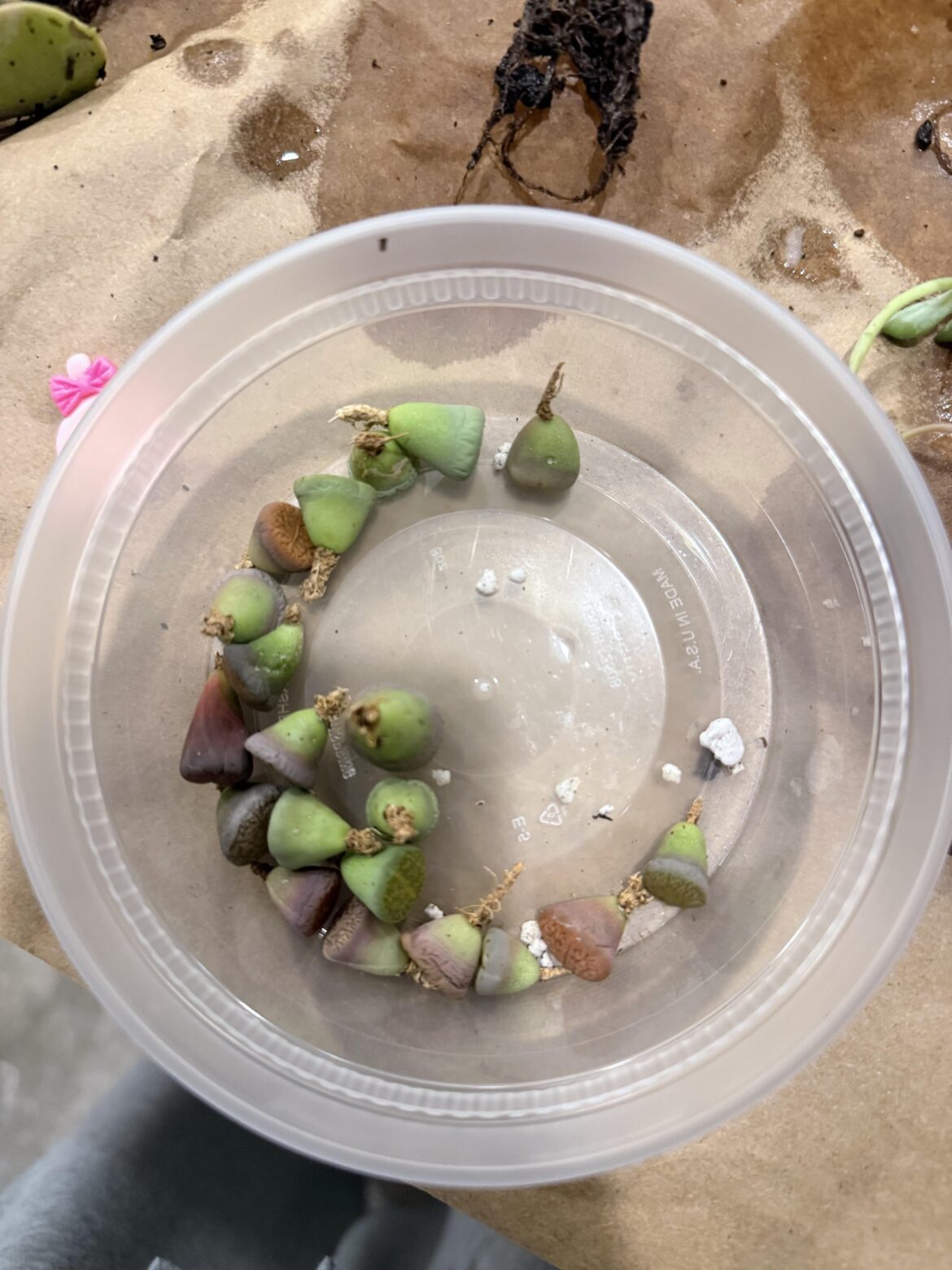 are these gonna survive?