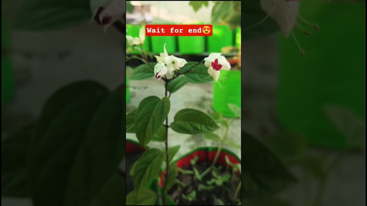 bleeding heart plant, beautiful flower plant#gardening#beautiful#flowers#plants#nature#trends#shorts